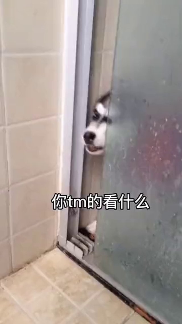 哈士奇搞笑微信状态视频