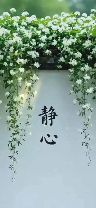 静心茉莉花