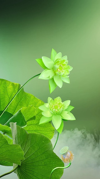 心似莲花开，好运自然来。