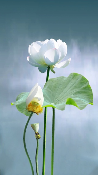 治愈荷花动态壁纸