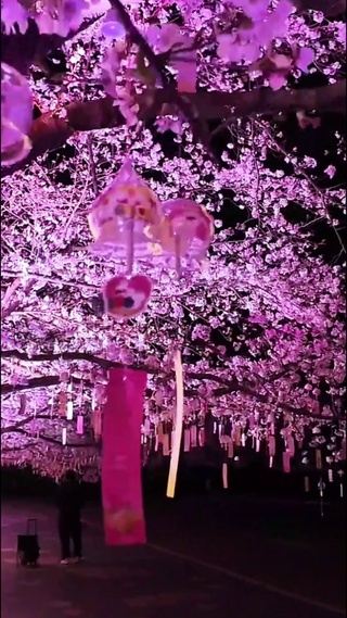 樱花树下