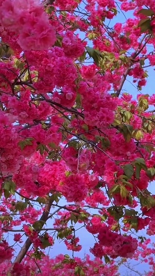 樱花树下