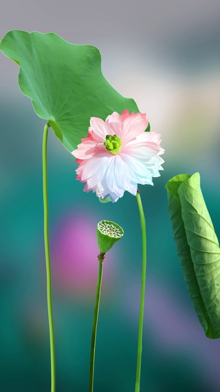 治愈荷花动态壁纸