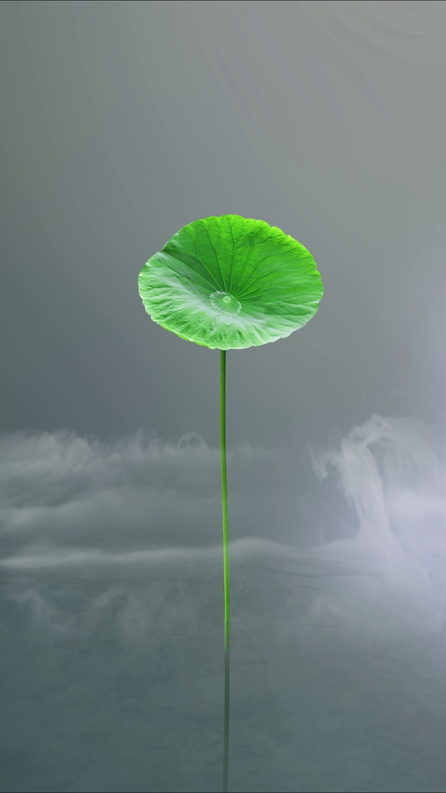 治愈荷叶壁纸