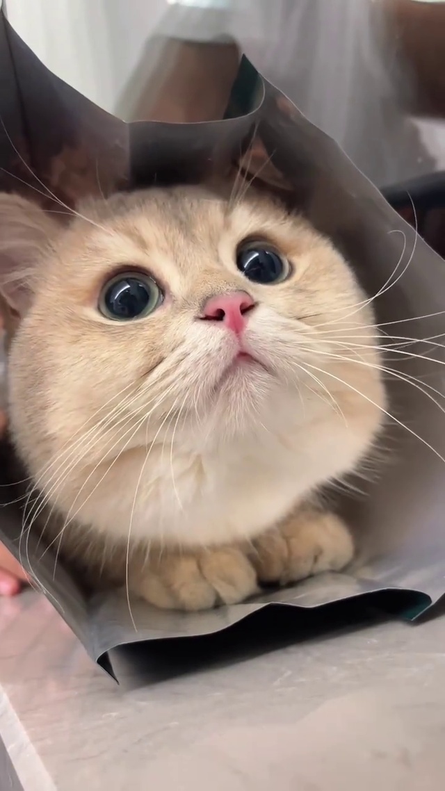 微笑小猫咪