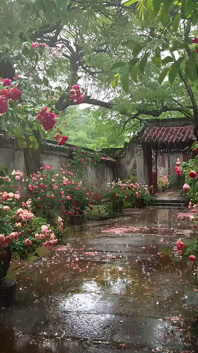 落雨的小院