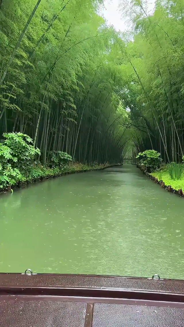 雨天竹林