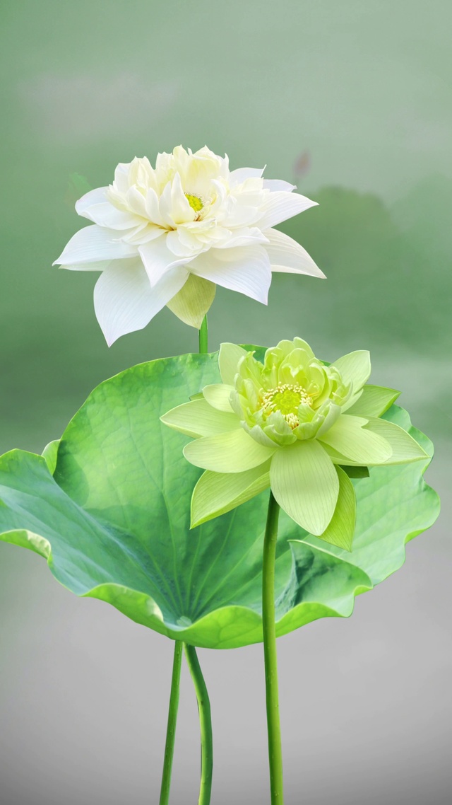 动态荷花四叶菡萏