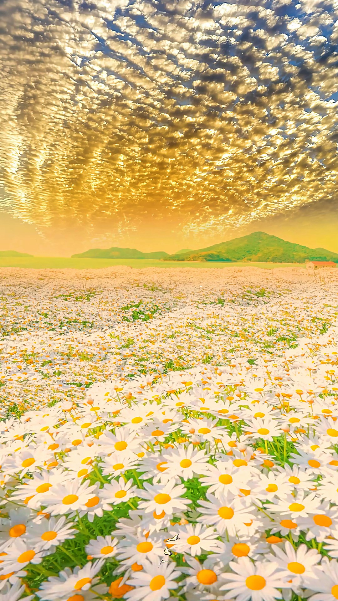 小雏菊花海