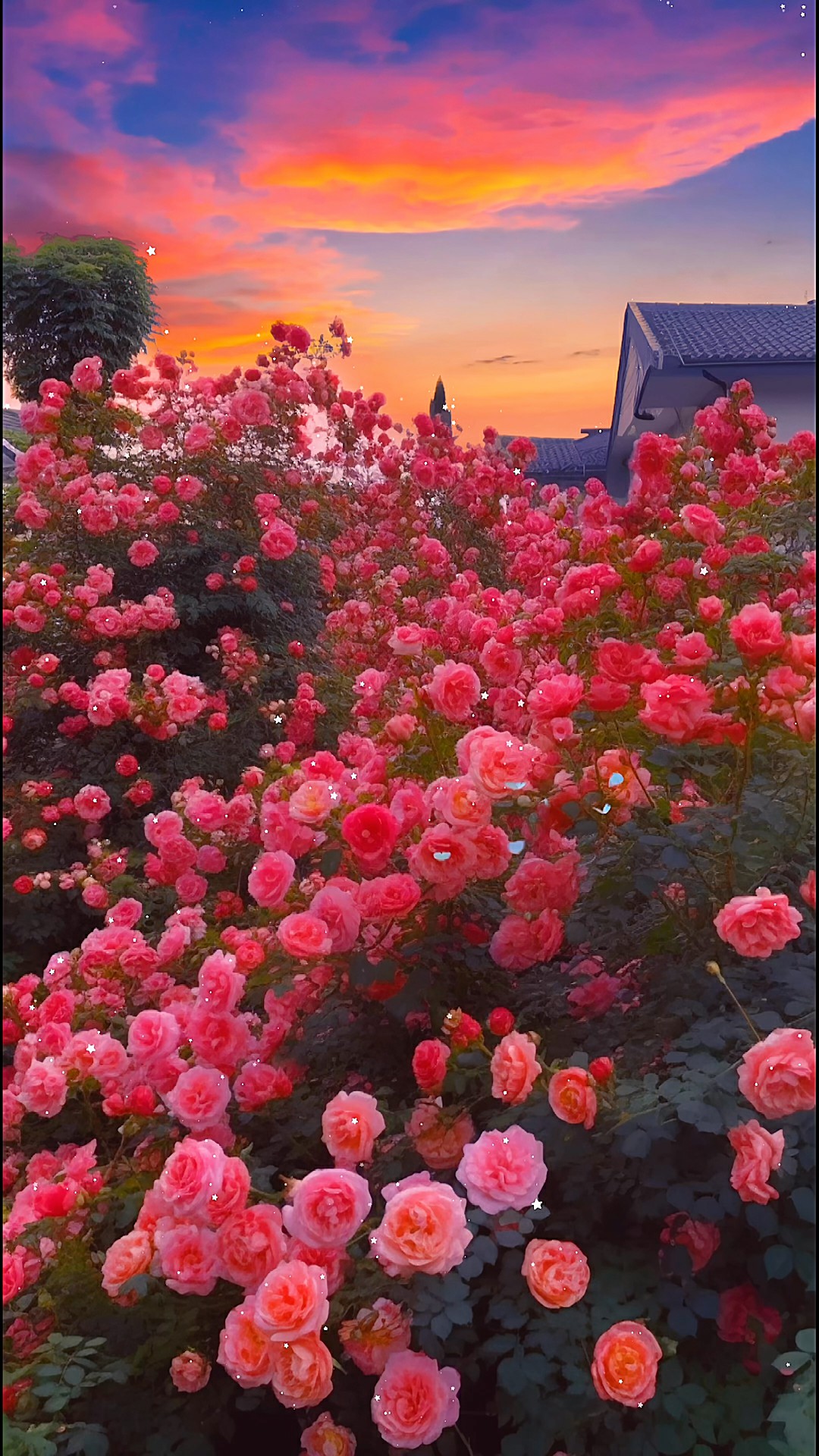 夕阳花海