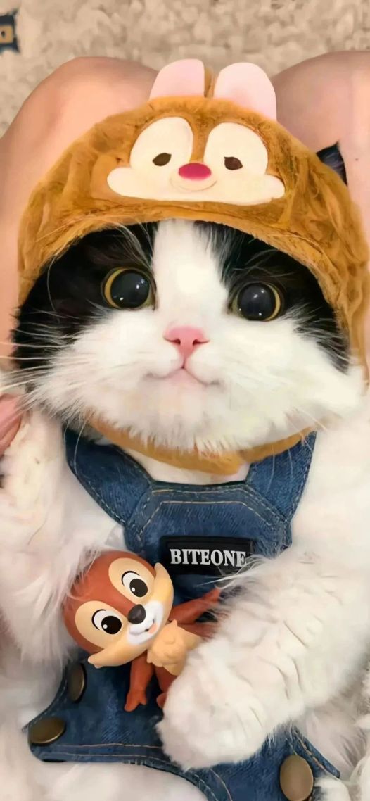 小猫